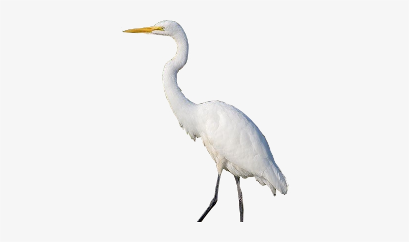 Zzgreategret7d - Heron In White Background, transparent png #1673155