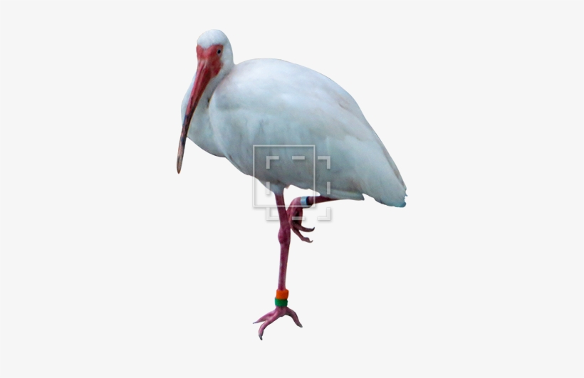 Parent Category - Portable Network Graphics, transparent png #1673183