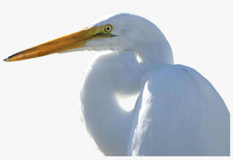 Crane - Transparent Snowy Egret, transparent png #1673207