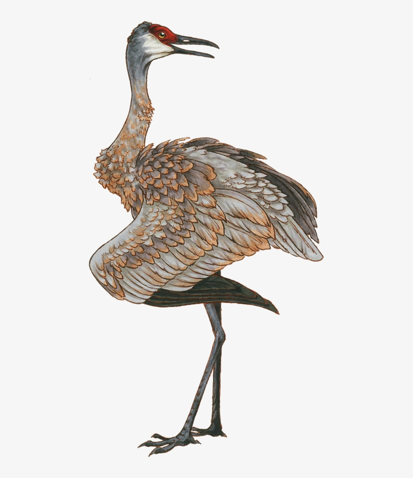 Sandhill Crane By Vinnycrow On Deviantart Black And - Clip Art Sandhill Cranes, transparent png #1673236