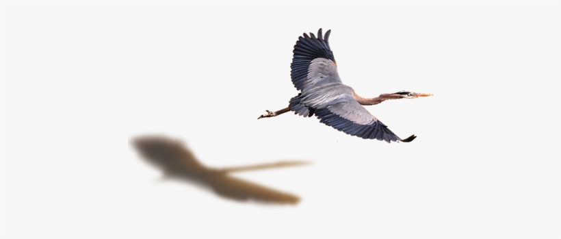 Flying Bird Png - Heron Flying Png, transparent png #1673259
