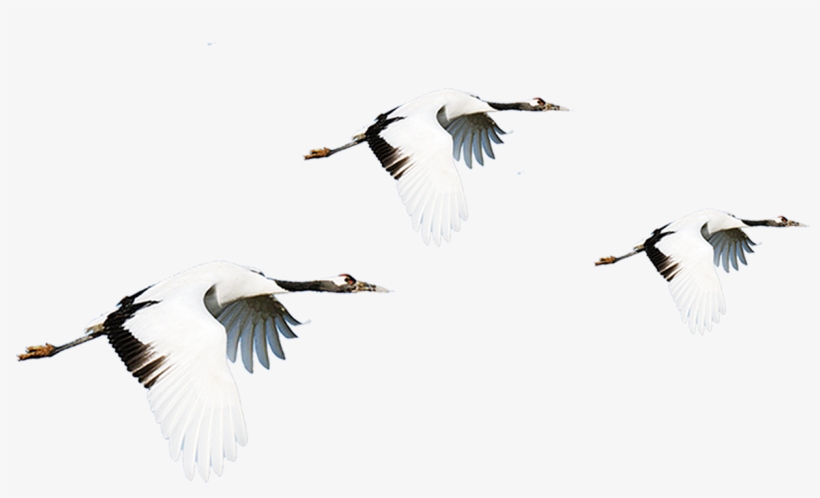 Vector Bird Crane - Cream Crane Crowned Crane, transparent png #1673285