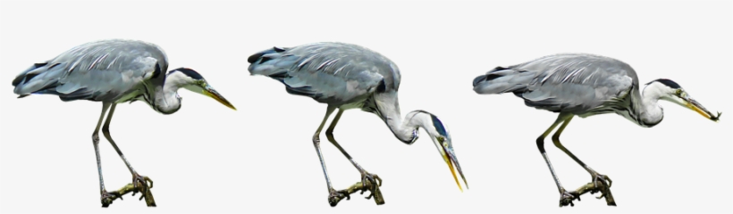 Nature, Bird, Heron, Water Bird, Hunt, Lurking, Bill - Water Bird Png, transparent png #1673350