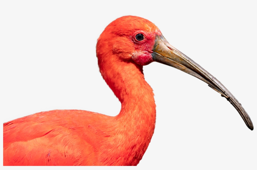 Scarlet Ibis, Bird, Nature, Crane, Beak, Ibis, Wildlife - Scarlet Ibis, transparent png #1673402