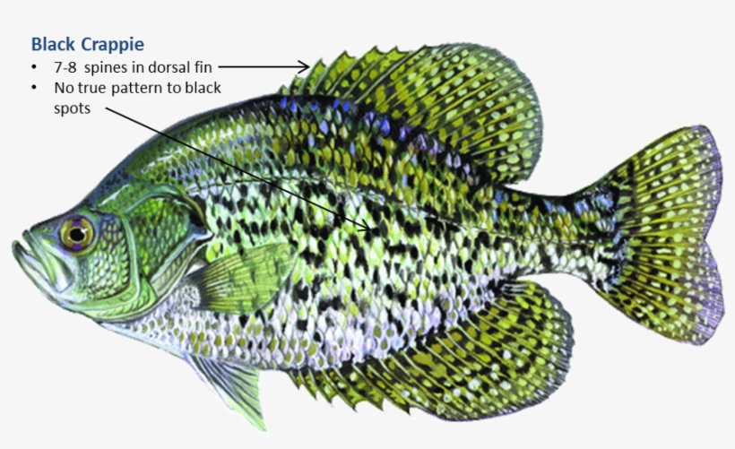 Crappie Jumping Out Of Water, transparent png #1673403