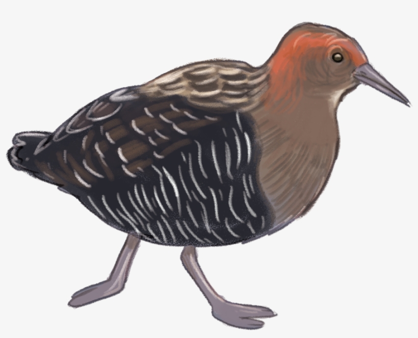 Lewin's-ray, transparent png #1673667