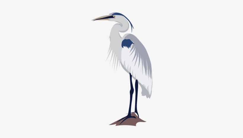 It's Heron Week On Inaturalist Jan - Inaturalist, transparent png #1673690
