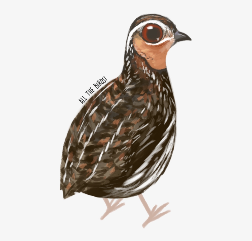 Stubble Quail Coturnix Pectoralis - Turkey, transparent png #1673780