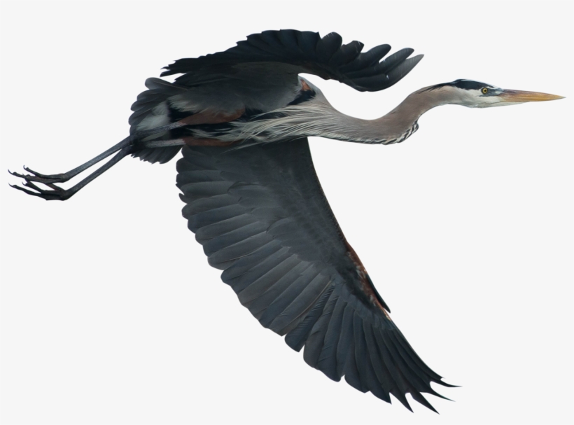 Matagorda County Has Led The Nation In The Number Of - Crane, transparent png #1673788