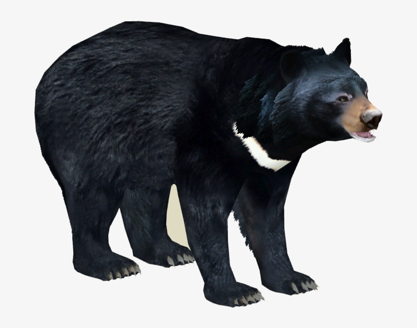 Asian Black Bear 3 - Zt2 Black Bear, transparent png #1673963