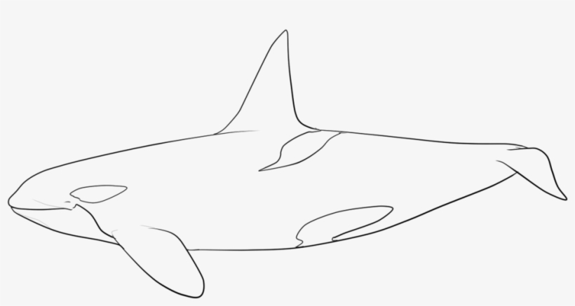 Happy Birthday By Ciorano - Orca Coloring Page, transparent png #1674033