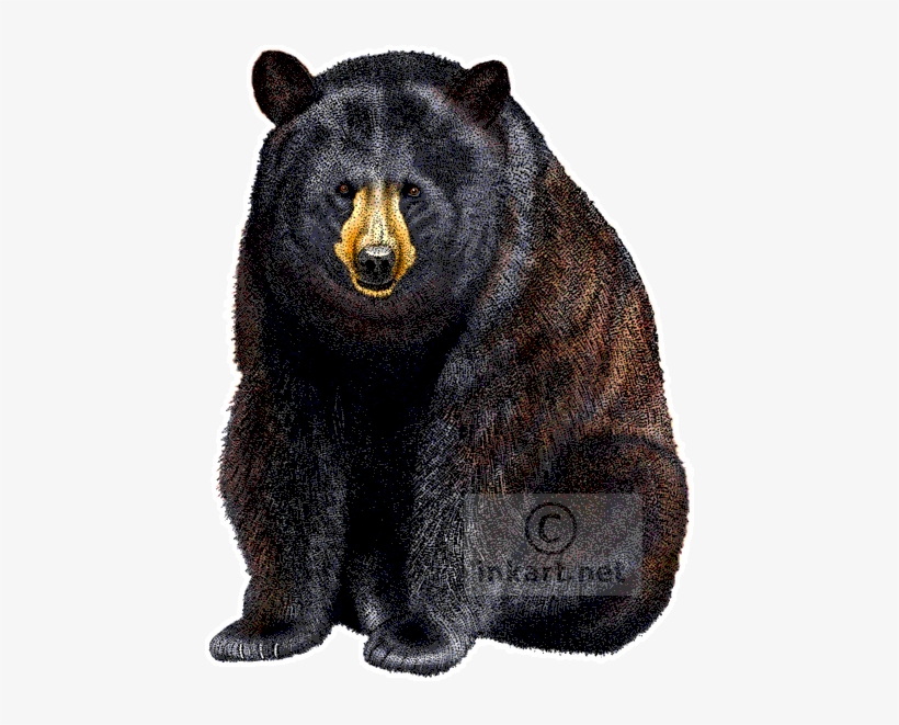 American Black Bear Decal - American Black Bear Png, transparent png #1674034