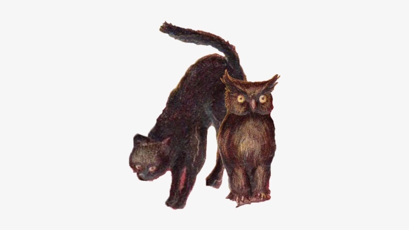 Cat And Owl Clear - Cat, transparent png #1674119