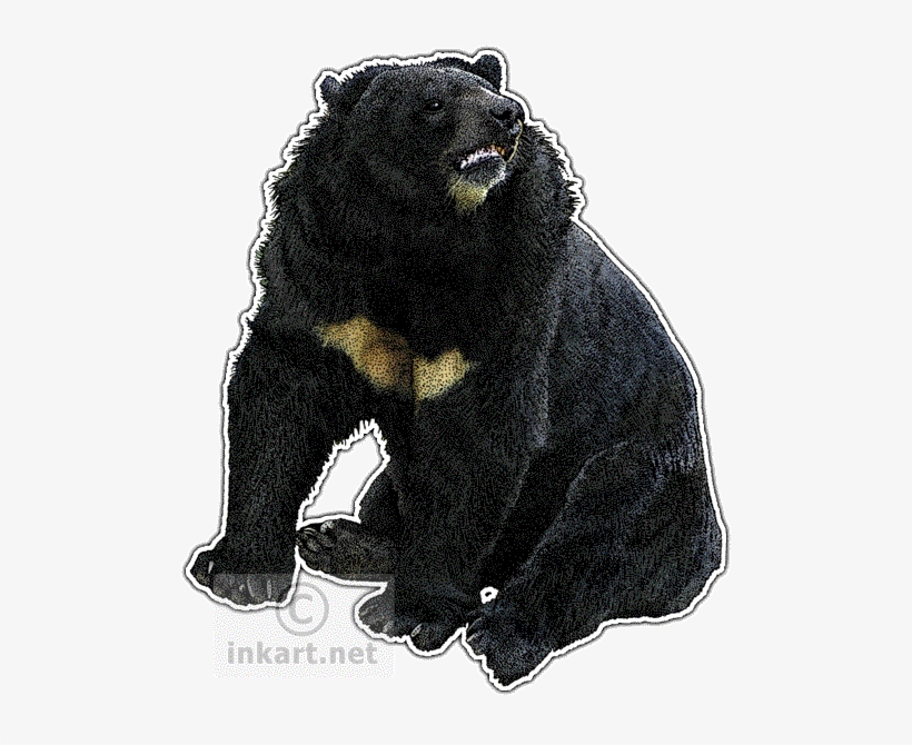 Asian Black Bear Decal - Drawing, transparent png #1674443