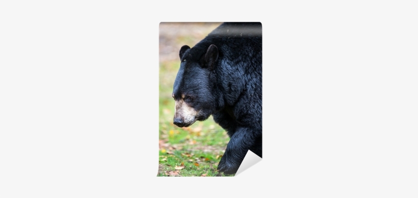American Black Bear, transparent png #1674465