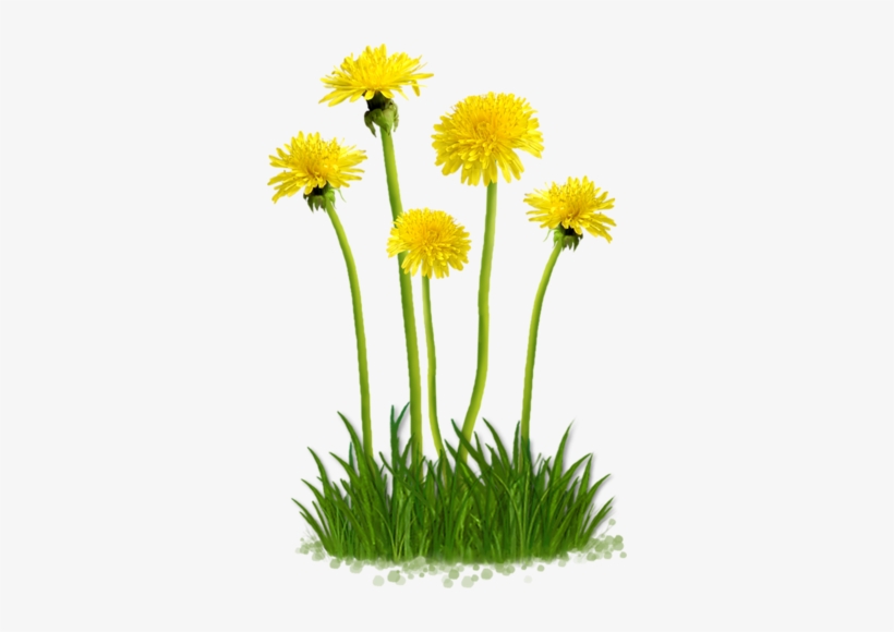 Flower Clips, Flower Art, Summer Flowers, Garden Bugs, - รูป ดอกไม้ .png, transparent png #1674692