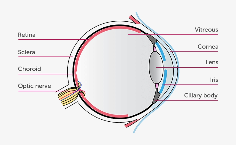 Parts Of The Eye - Circle, transparent png #1676990