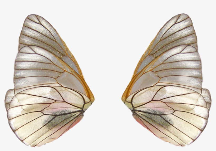 Share This Image - Fairy Wings Png, transparent png #1677159