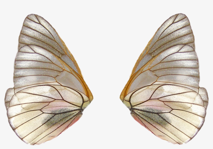 Share This Image - Fairy Wings Png, transparent png #1677159