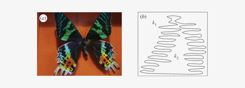 Morpho Butterfly Wings In - Morpho, transparent png #1677357