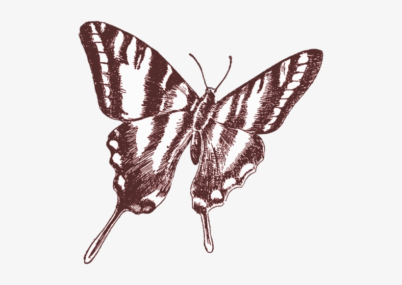 Kimberly Allen - Butterfly On Print 2, transparent png #1677723