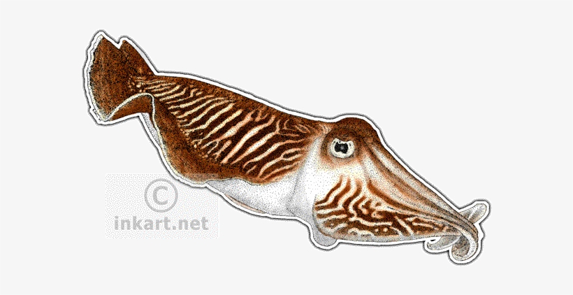 Wildlife Art - Common Cuttlefish Throw Blanket, transparent png #1678199