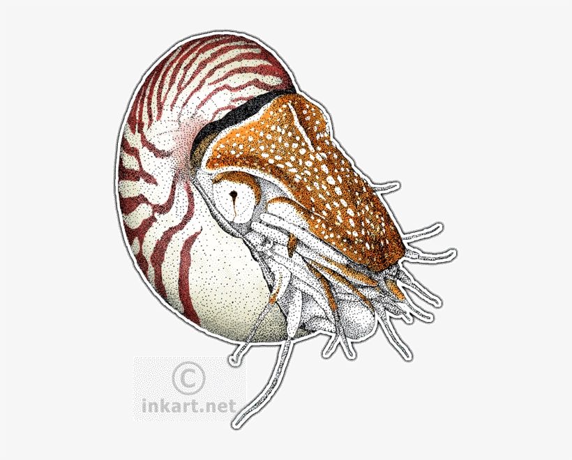 Chambered Nautilus, transparent png #1678200