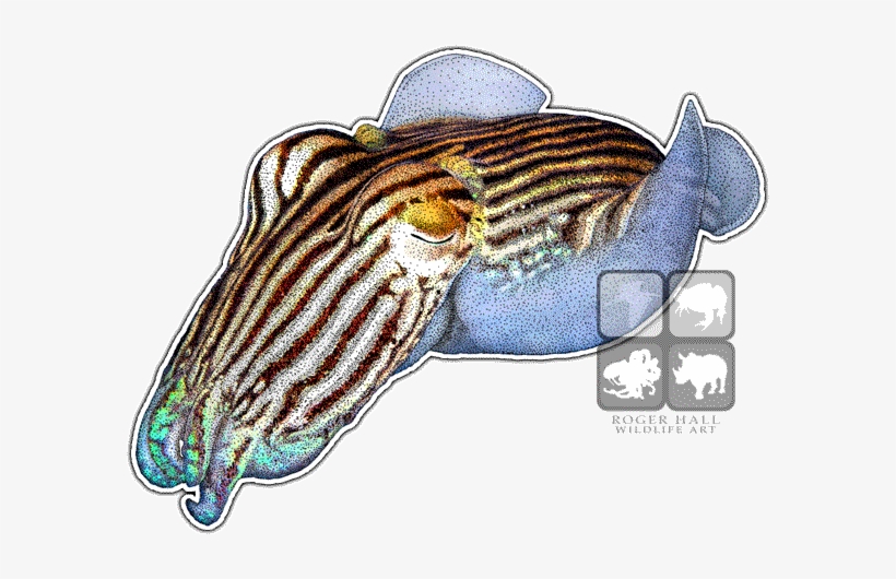 Striped Pyjama Squid - Pajamas, transparent png #1678364