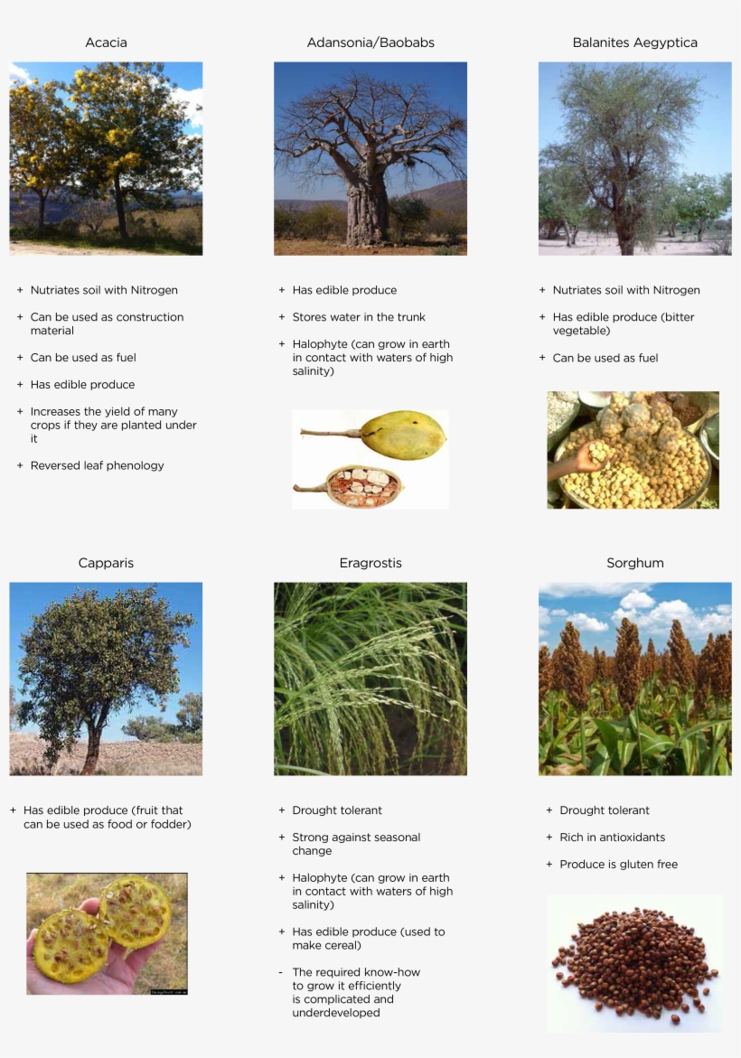 Desert Vegetation - Trends And Opportunities In The Production, Processing, transparent png #1679775
