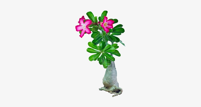 Cycad - Desert Rose, transparent png #1680071