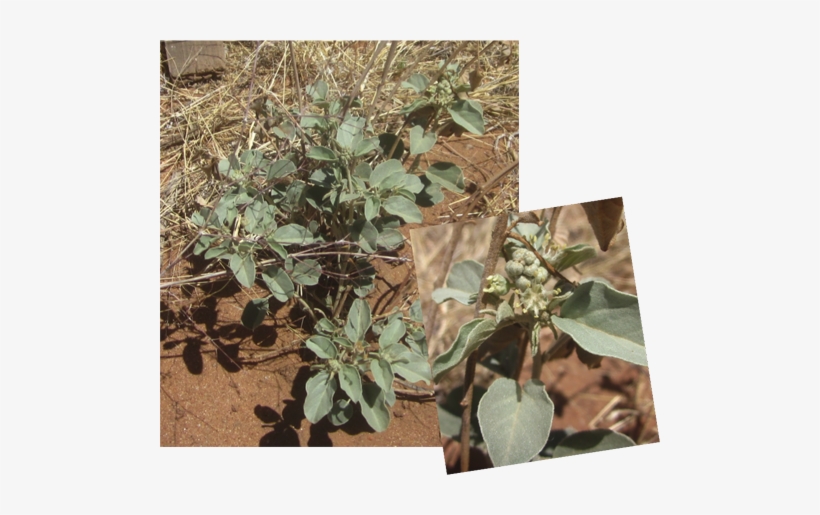 Leatherweed This Plant Was Traditionally Cooked As - Chihuahuan Desert Plant Species, transparent png #1680191