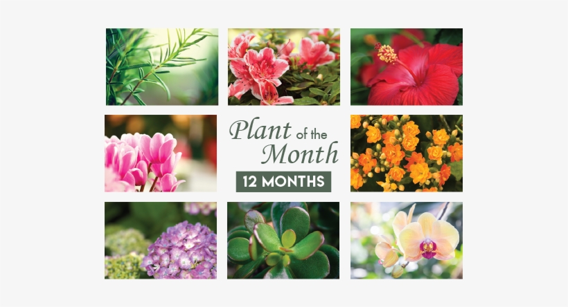 Plant Of The Month, transparent png #1680278