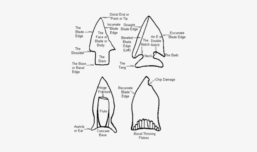 Standard Projectile Point Terminology - Native Americans In The United States, transparent png #1681806