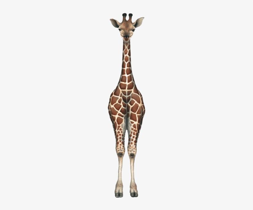 Baby Giraffe Jungle Wall Decal Sticker - Walls Of The Wild Giraffe, transparent png #1689283