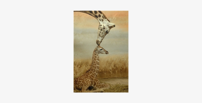 Baby Og En Mor Giraf, transparent png #1689538