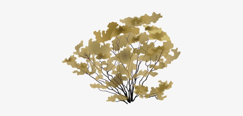 Ian Symbol Larrea Tridentata - Bush Drawing Png, transparent png #1689726