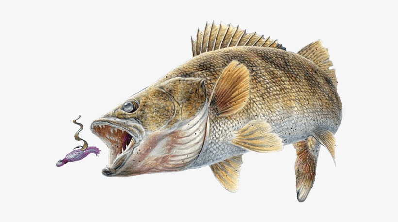 Walleye Perch - Walleye Fish, transparent png #1690534