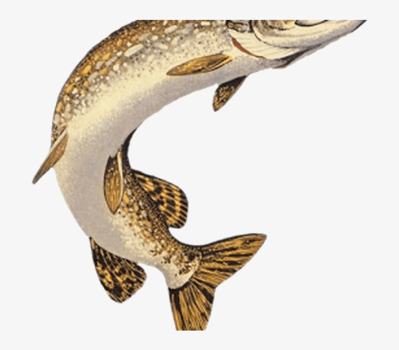 Png Black And White Download Northern Pike Muskellunge - Pike Drawings, transparent png #1690563