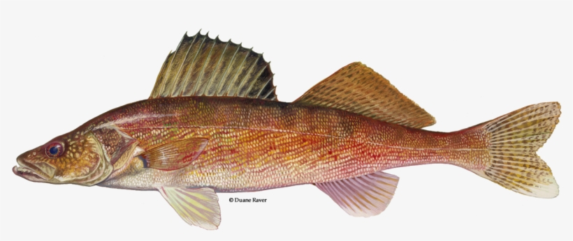 Fish Fabric - Walleye On White - White Custom Fabric, transparent png #1690593