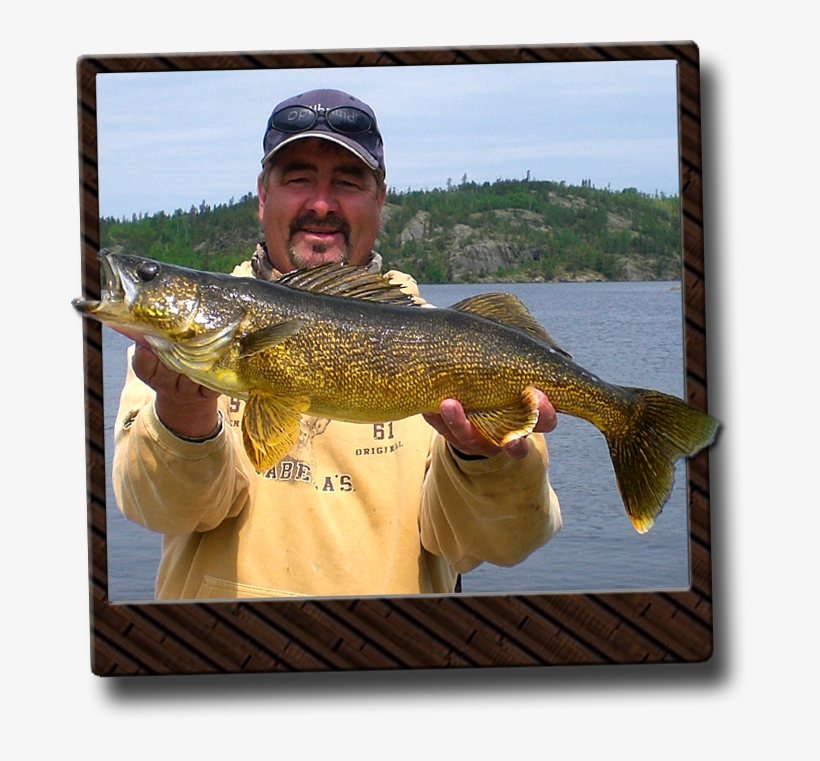 Ontario Walleye Fishing - Pull Fish Out Of Water, transparent png #1690838