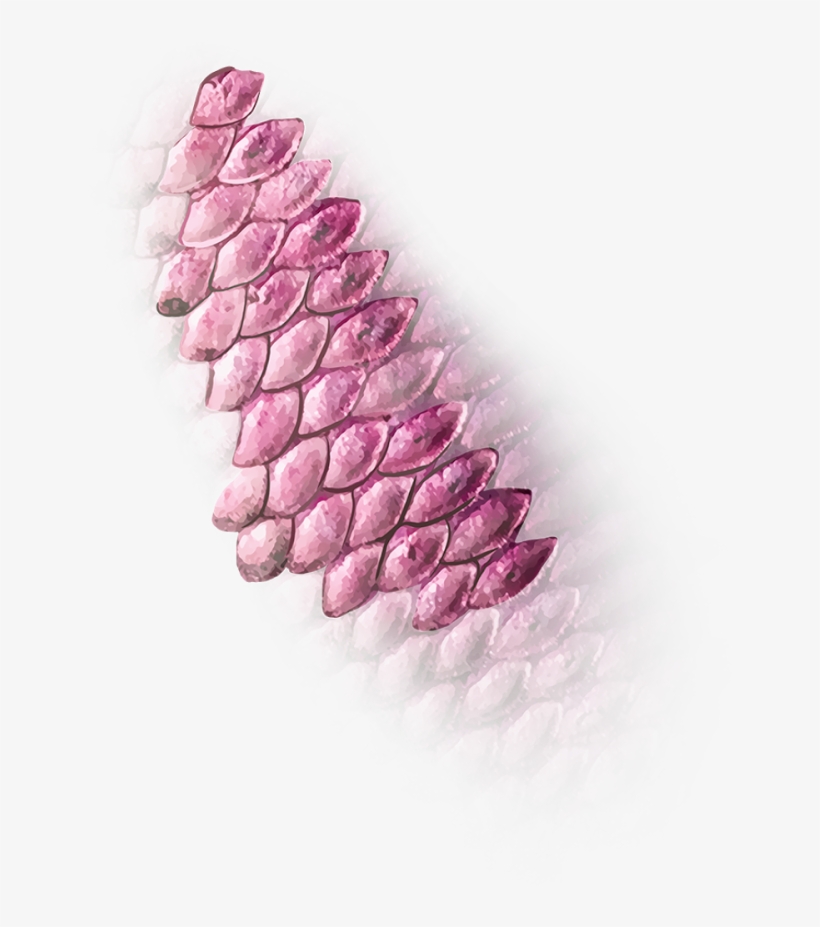 Must Follow N Share - Lavender, transparent png #1691291