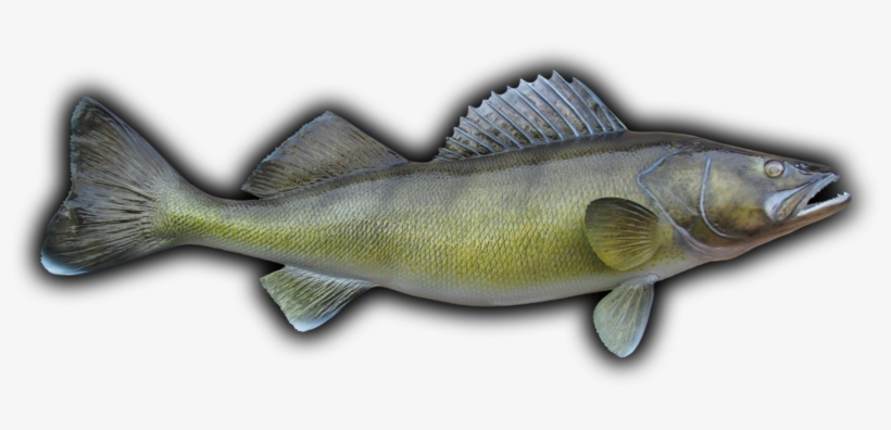 28" Walleye Fish Mount Replica - Perch, transparent png #1691644