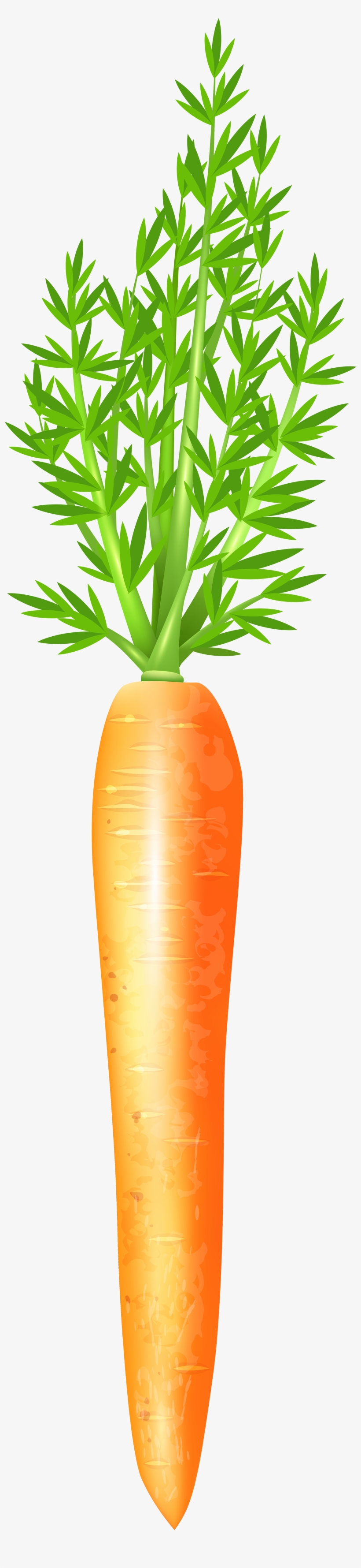 Carrot Clipart Frame - Carrot, transparent png #1692551