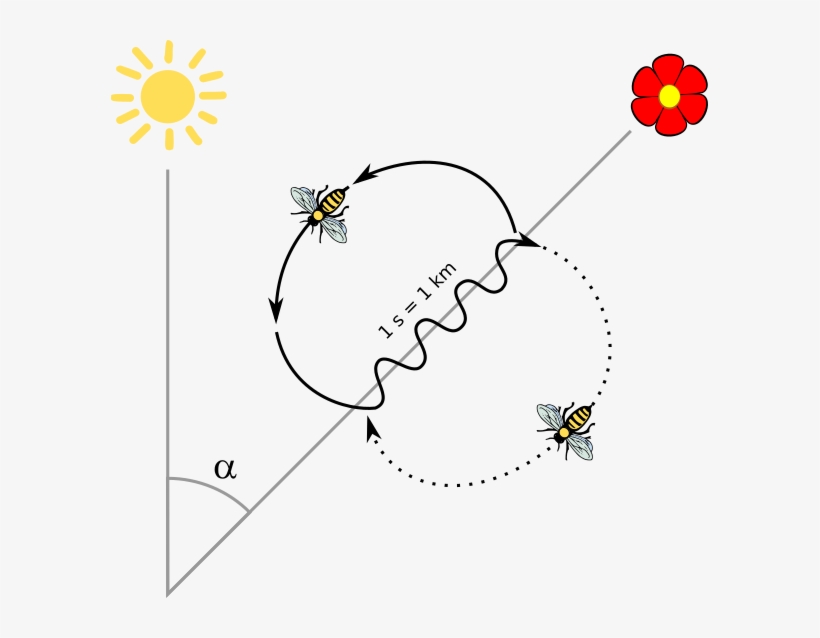 Karl Von Frisch Discovered That Honey Bee Workers Can - Танец Пчел, transparent png #1692978