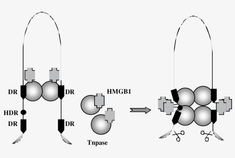 A Proposed Model For The Role Of Hmgb1 In Sleeping - Diagram, transparent png #1693137