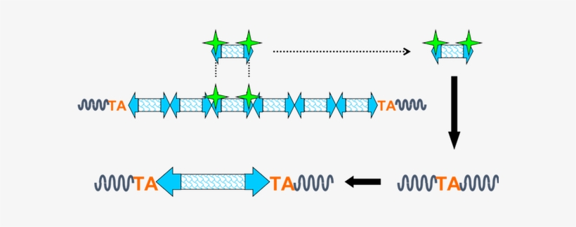 The Transposon Contains A Minimal Internal Promoter - Diagram, transparent png #1693275