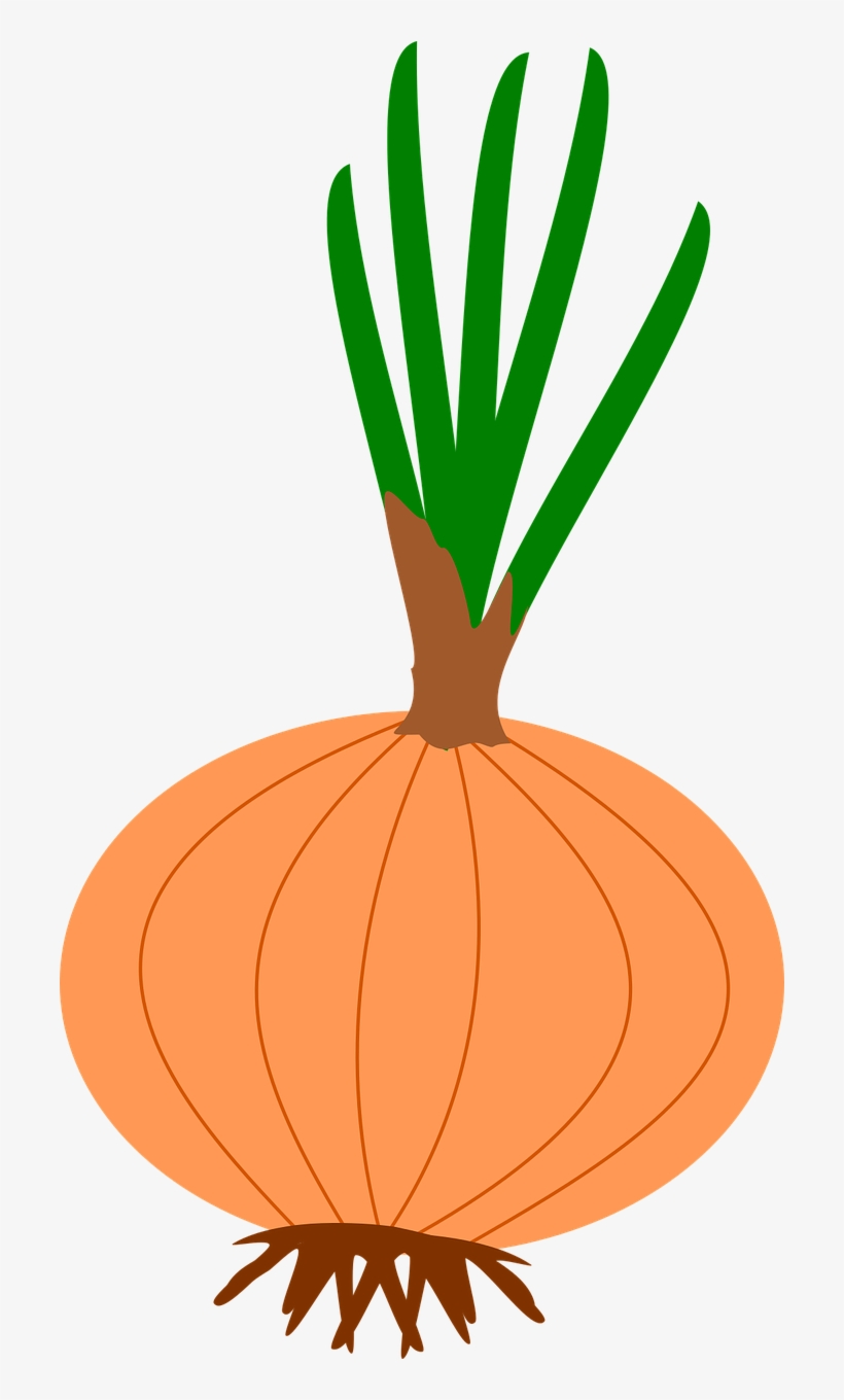 Picture Library Cliparts Shop Of Library Buy Clip Art - หอม หัว ใหญ่ Png, transparent png #1693370