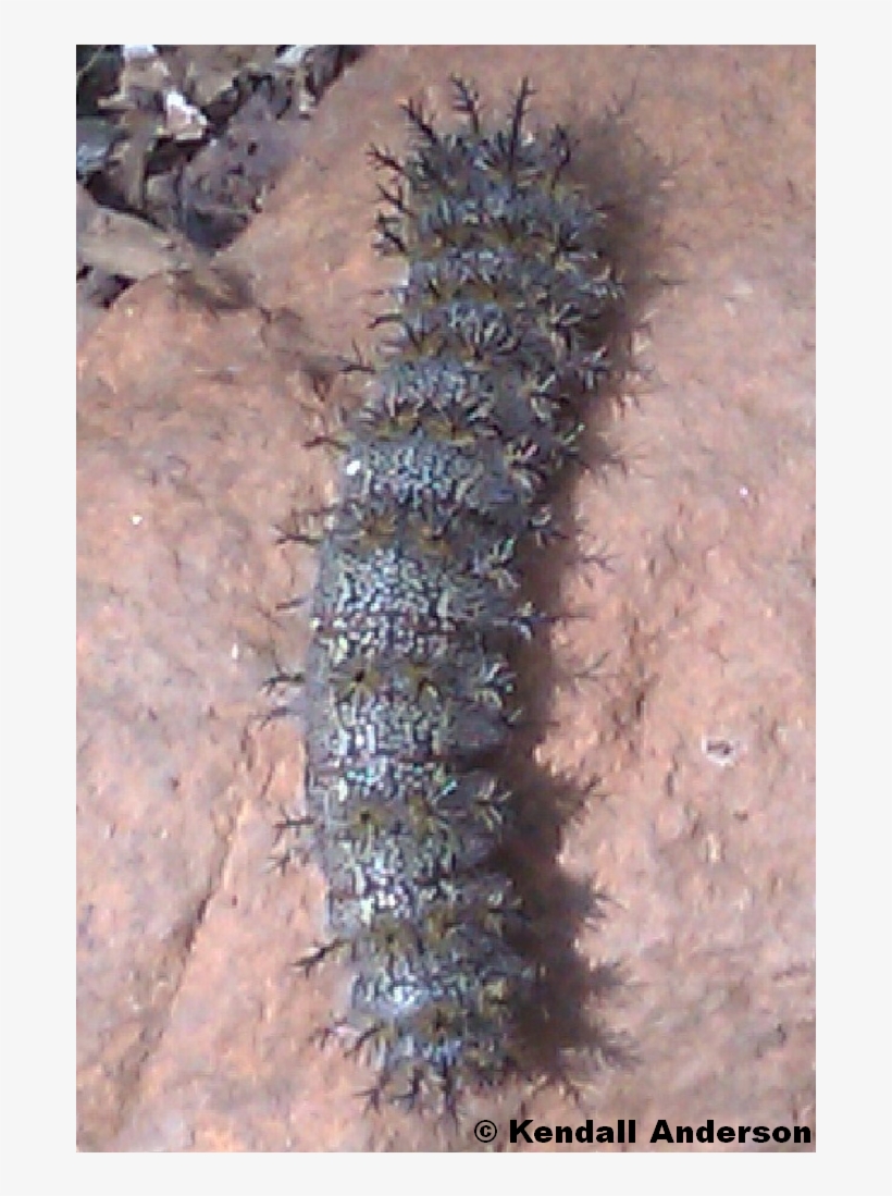 Family - Saturniidae - Caterpillar, transparent png #1693421