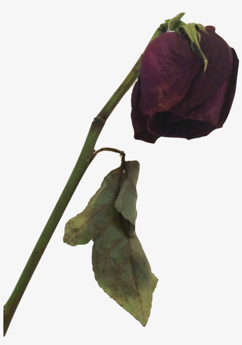 Dead Rose Png - Dead Flower Transparent Background, transparent png #1693451