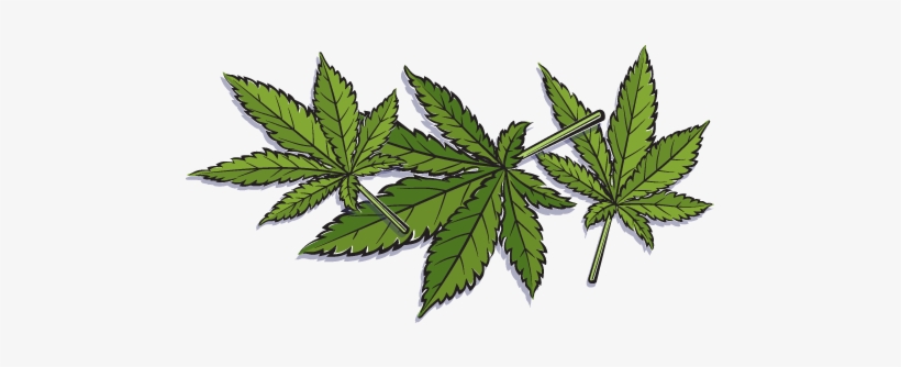 Hemp Vs - Marijuana - Hemp Leaves - Hemp, transparent png #1693454